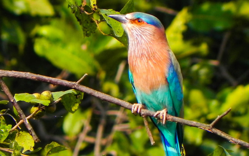 Kitam Bird Sanctuary